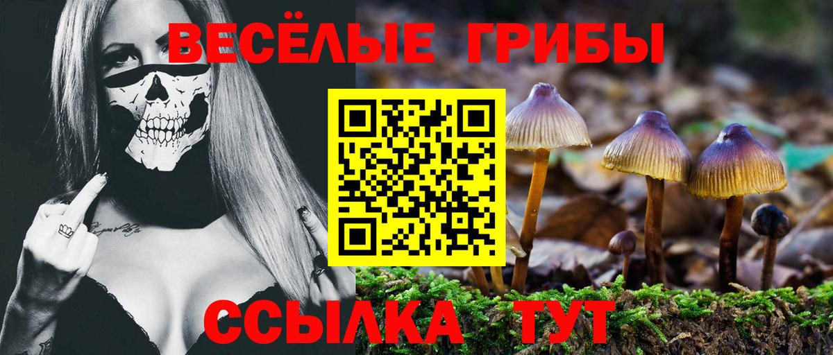 купить  цена  Псилоцибиновые грибы Psilocybine cubensis  Гусь-Хрустальный  Вход с VPN  Псилоцибиновые грибы прущие грибы 